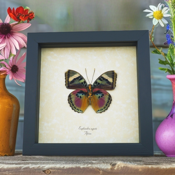 Euphaedra xypete Pink Forester African Butterfly Framed Insect Taxidermy Display