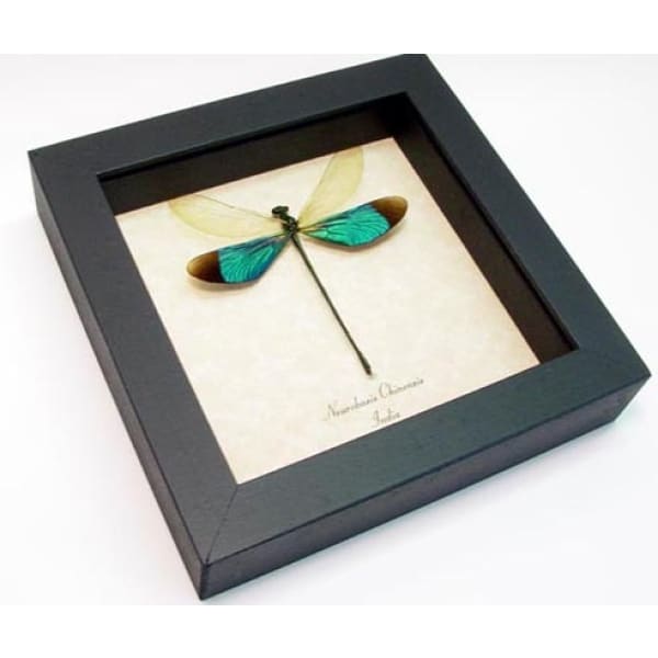 Neurobasis chinensis Green Damselfly