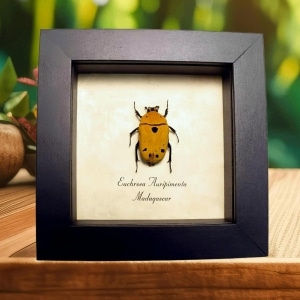 Framed Madagascar Flower Beetle Euchroea auripimenta Taxidermy Display