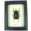 Eupatorus birmanicus Rabbit Ear Beetle Real Framed Taxidermy Display