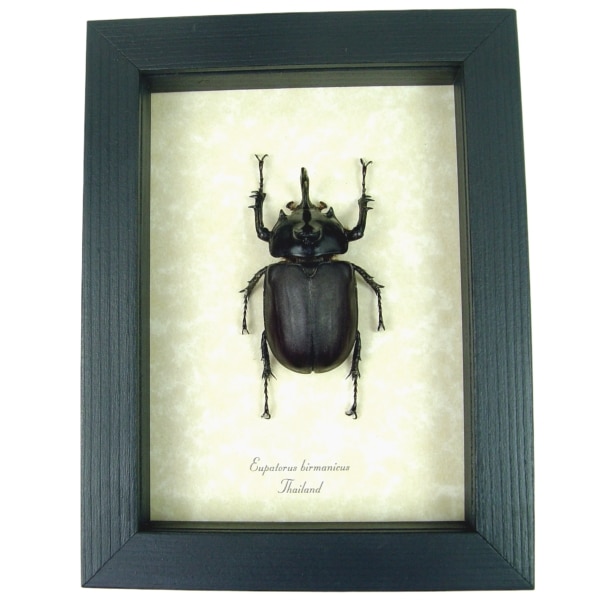 Eupatorus birmanicus Rabbit Ear Beetle Real Framed Taxidermy Display