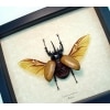 Flying Rhinoceros Beetle Eupatorus Gracilicornis Real Framed Insect Display