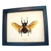 Flying Rhinoceros Beetle Eupatorus Gracilicornis Real Framed Insect Display