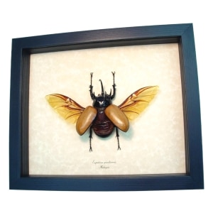 Flying Rhinoceros Beetle Eupatorus Gracilicornis Real Framed Insect Display