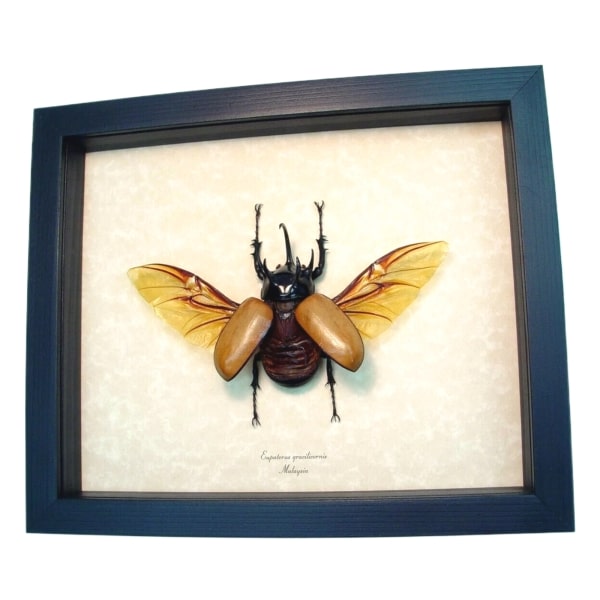 Flying Rhinoceros Beetle Eupatorus Gracilicornis Real Framed Insect Display