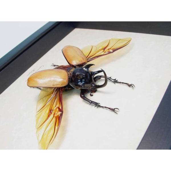 Flying Rhinoceros Beetle Eupatorus Gracilicornis Real Framed Insect Display