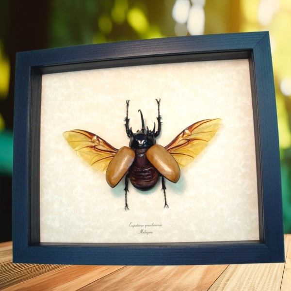 Flying Rhinoceros Beetle Eupatorus Gracilicornis Real Framed Insect Display