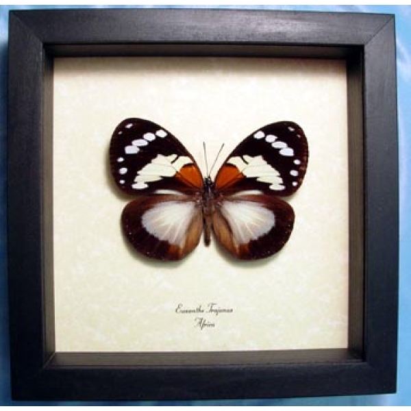 Euxanthe trajanus Forest Queen Butterfly Framed Taxidermy Display