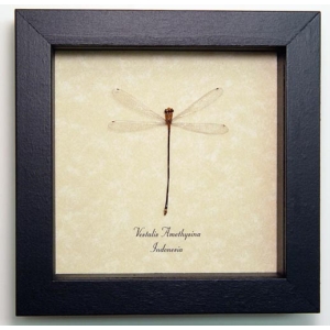 Vestalis amethysina Fairy Damselfly Framed Insect Taxidermy Display