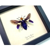Chrysochroa buquetii rugicollis Flying Purple Jewel Beetle Framed Taxidermy Display