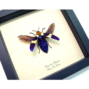 Chrysochroa buquetii rugicollis Flying Purple Jewel Beetle Framed Taxidermy Display