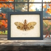 Fulgora laternaria Male Peanut Head Lanternfly Framed Insect Taxidermy Display