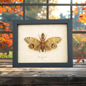 Fulgora laternaria Male Peanut Head Lanternfly Framed Insect Taxidermy Display