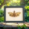 Fulgora laternaria Male Peanut Head Lanternfly Framed Insect Taxidermy Display
