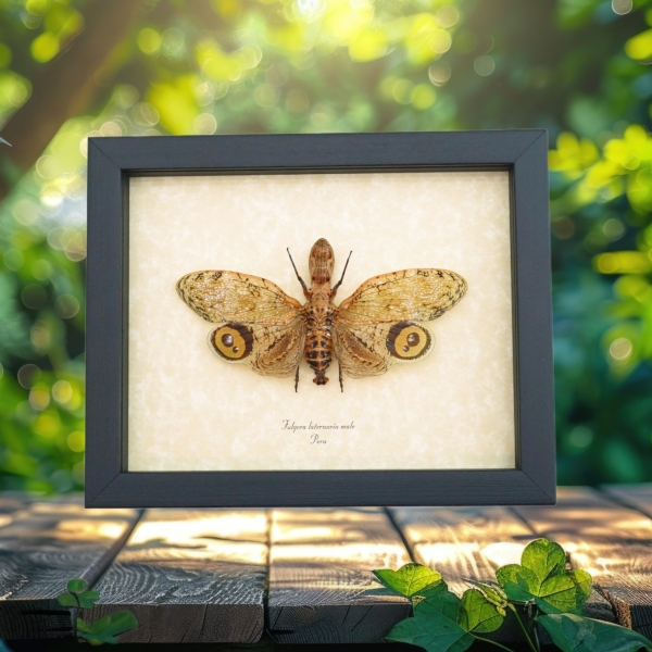 Fulgora laternaria Male Peanut Head Lanternfly Framed Insect Taxidermy Display