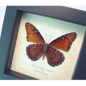 Danaus gilippus strigosus Queen Butterfly Framed Taxidermy Display