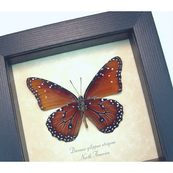 Danaus gilippus strigosus Queen Butterfly Framed Taxidermy Display