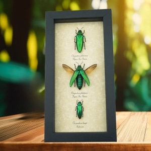 Metallic Green Jewel Beetle Collection Framed Taxidermy Display