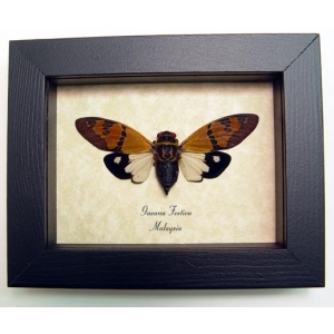 Gaeana festiva White Cicada Framed Insect Taxidermy Display
