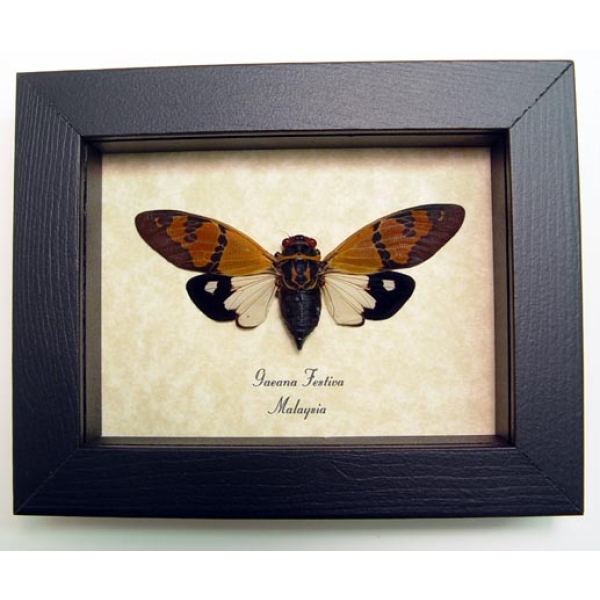 Gaeana festiva White Cicada Framed Insect Taxidermy Display