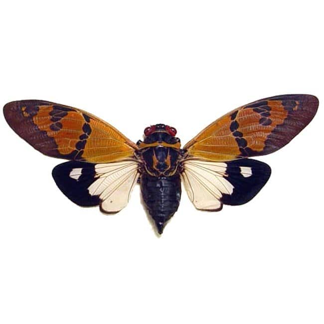 Gaeana festiva White Butterfly Designs USA Real Framed Butterflies