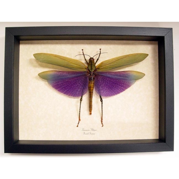 Titanacris albipes Female Purple Grasshopper Giant Insect Framed Taxidermy