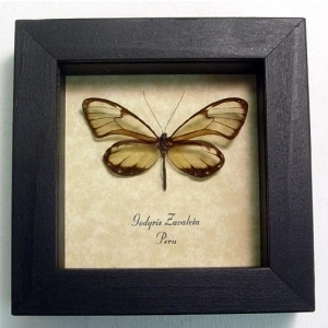 Godyris zavaleta Glasswing Butterfly Framed Taxidermy Display