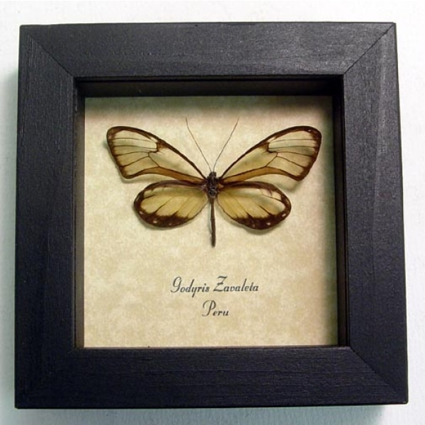 Godyris zavaleta Glasswing Butterfly Framed Taxidermy Display