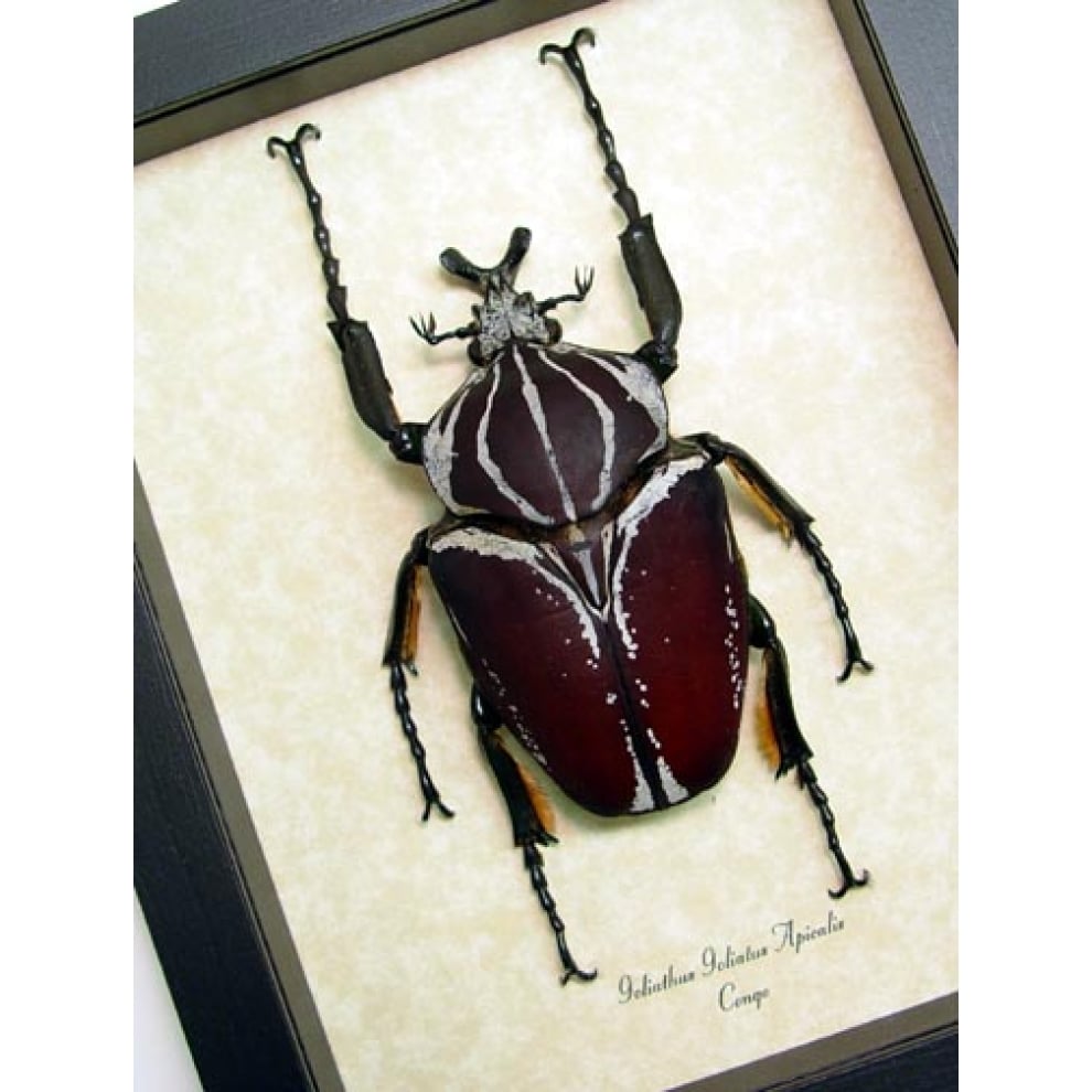 Goliathus goliatus apicalis Giant Goliathus Beetle Framed Taxidermy Display