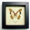 Graphium angolanus Verso Angola White Lady Framed Butterfly Taxidermy Display