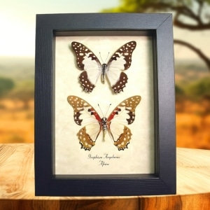 Angola White Lady Butterfly Graphium angolanus Pair Framed Taxidermy Display