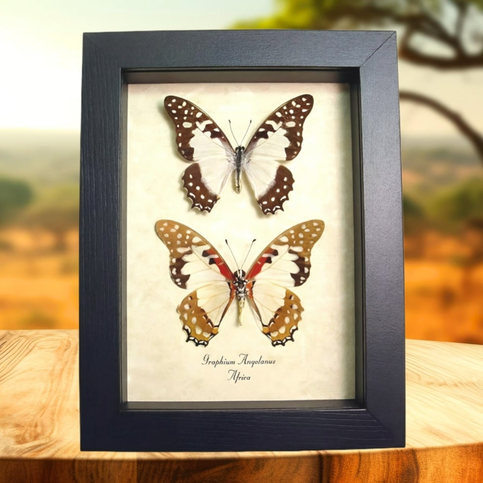 Angola White Lady Butterfly Graphium angolanus Pair Framed Taxidermy Display Angola White Lady Butterfly Graphium angolanus Pair Framed Taxidermy Display