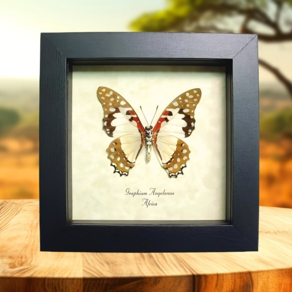 Angola White Lady Butterfly Graphium angolanus Verso Framed Taxidermy Display