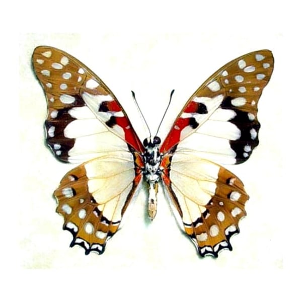 Graphium angolanus Verso Angola White Lady Framed Butterfly Taxidermy Display
