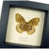 Great Spangled Fritillary Butterfly Speyeria Cybele Verso Framed Taxidermy Display