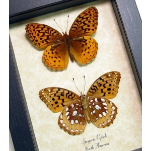 Speyeria Cybele Pair Butterflies Great Spangled Fritillary Butterfly Framed Taxidermy