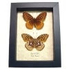 Speyeria Cybele Pair Butterflies Great Spangled Fritillary Butterfly Framed Taxidermy