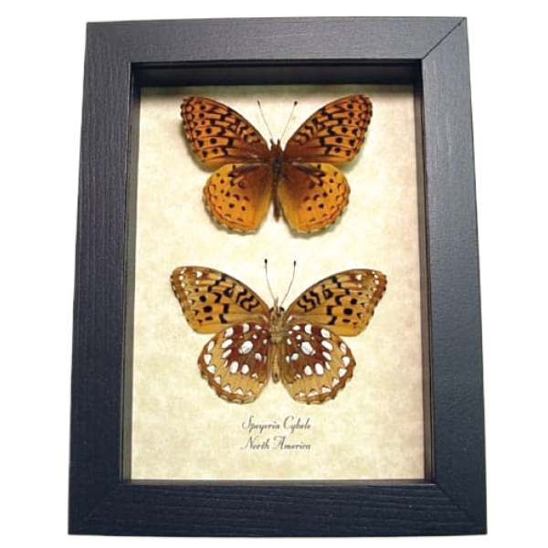 Speyeria Cybele Pair Butterflies Great Spangled Fritillary Butterfly Framed Taxidermy