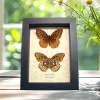 Speyeria Cybele Pair Butterflies Great Spangled Fritillary Butterfly Framed Taxidermy