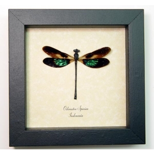 Odonates Metallic Green Damselfly