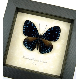 Real Framed Starry Night Butterfly Hamadryas laodamia Taxidermy Display