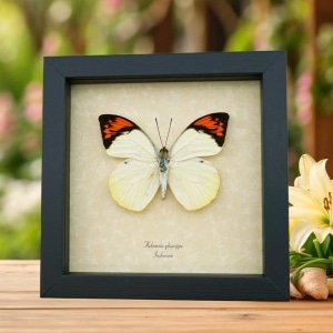 Great Orange Tip Hebomoia glaucippe Butterfly Framed Taxidermy Display
