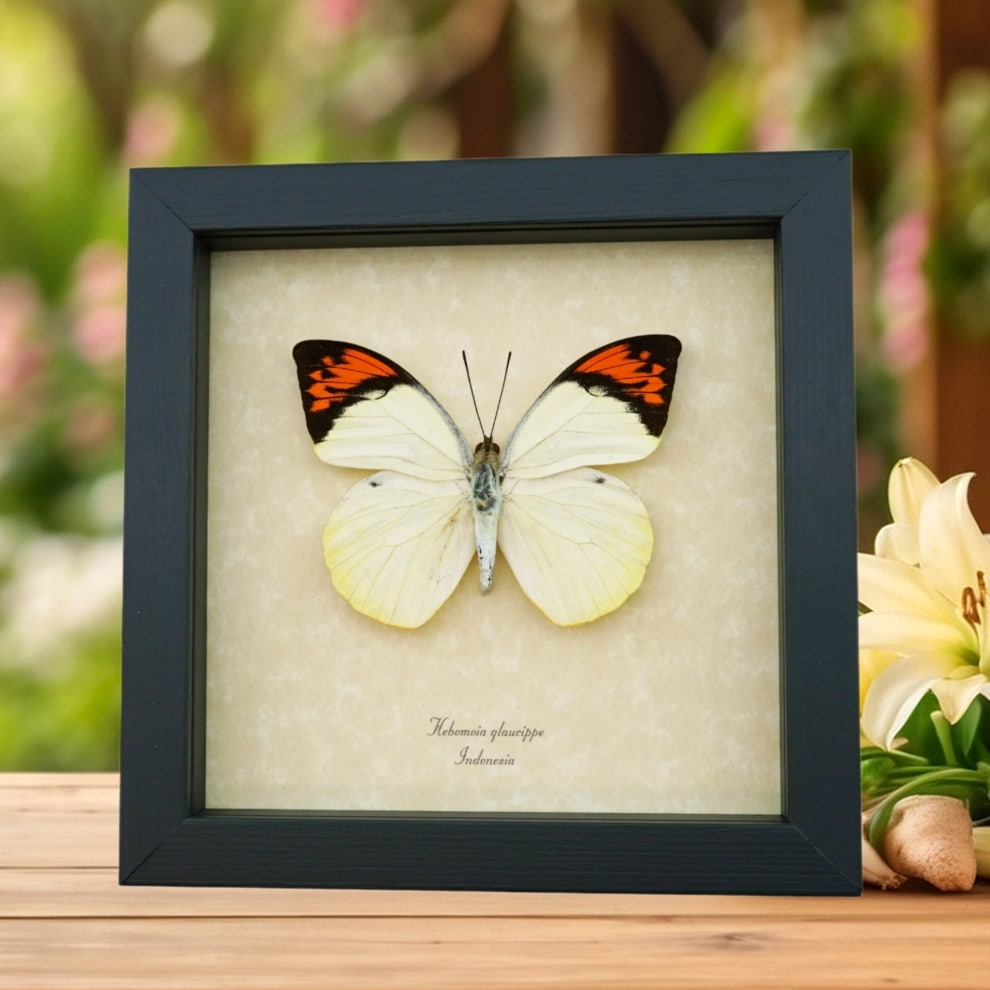 Great Orange Tip Hebomoia glaucippe Butterfly Framed Taxidermy Display Great Orange Tip Hebomoia glaucippe Butterfly Framed Taxidermy Display