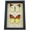 Vibrant Sulpher Hebomoia leucippe Glaucippe Butterfly Collection Real Framed Taxidermy Display