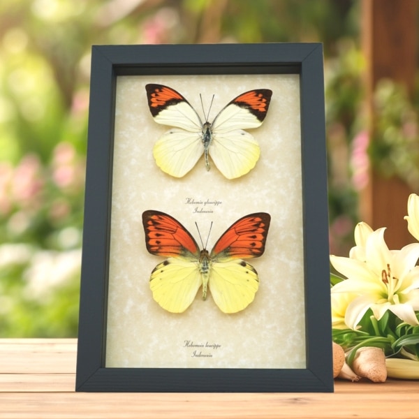 Vibrant Sulpher Hebomoia leucippe Glaucippe Butterfly Collection Real Framed Taxidermy Display