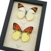 Vibrant Sulpher Hebomoia leucippe Glaucippe Butterfly Collection Real Framed Taxidermy Display