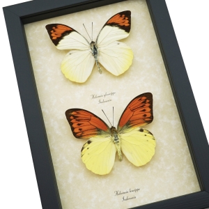 Vibrant Sulpher Hebomoia leucippe Glaucippe Butterfly Collection Real Framed Taxidermy Display