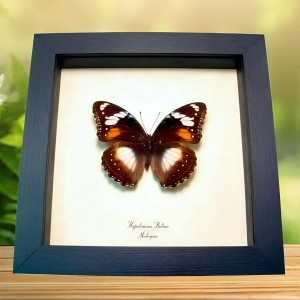 Blue Moon Framed Butterfly Hypolimnas bolina Female Taxidermy Display