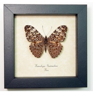 Hamadryas guatemelena Blue Paisley Framed Taxidermy Display
