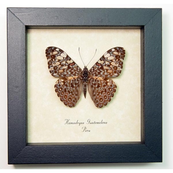 Hamadryas guatemelena Blue Paisley Framed Taxidermy Display
